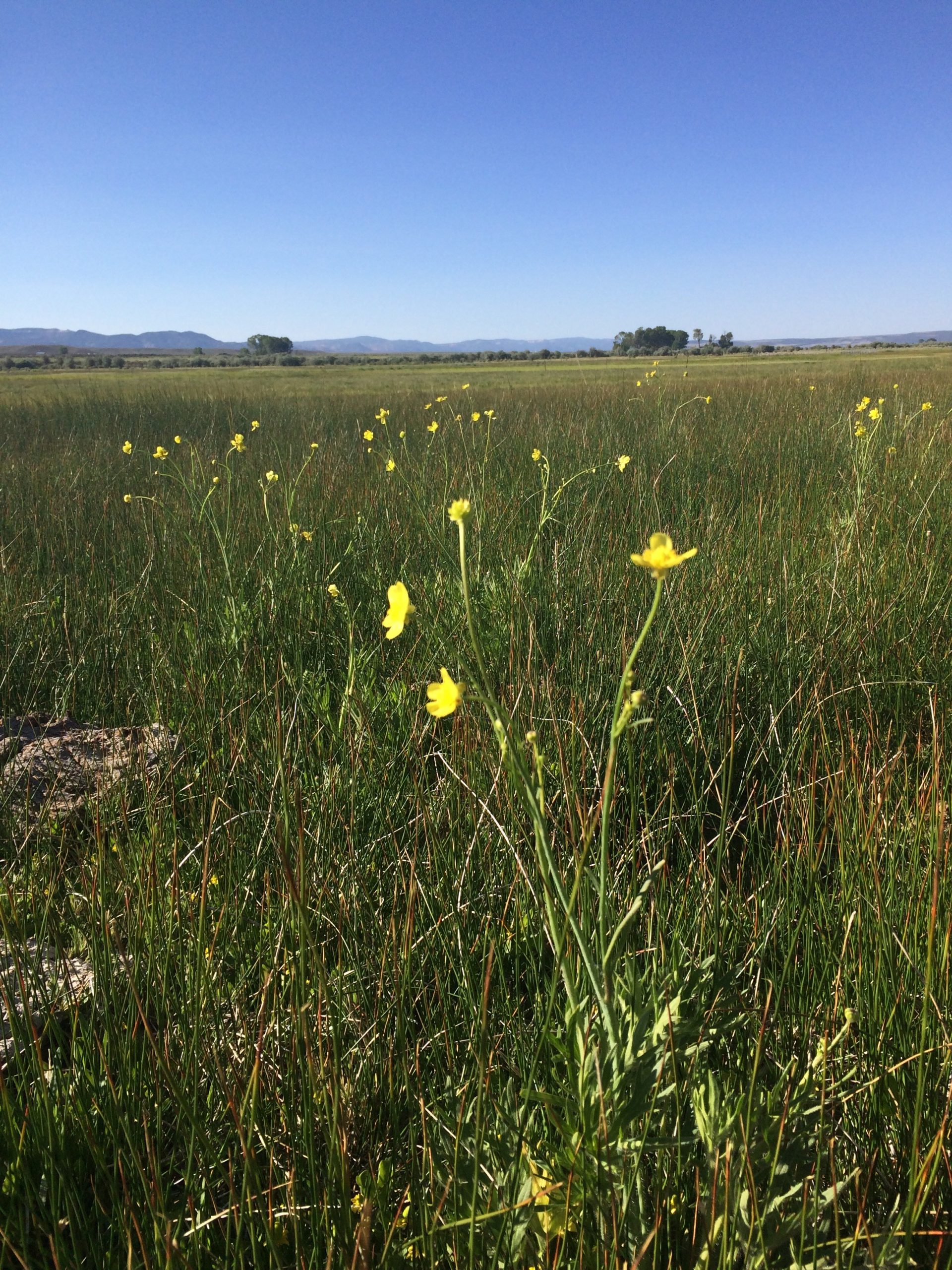 Photo of buttercups