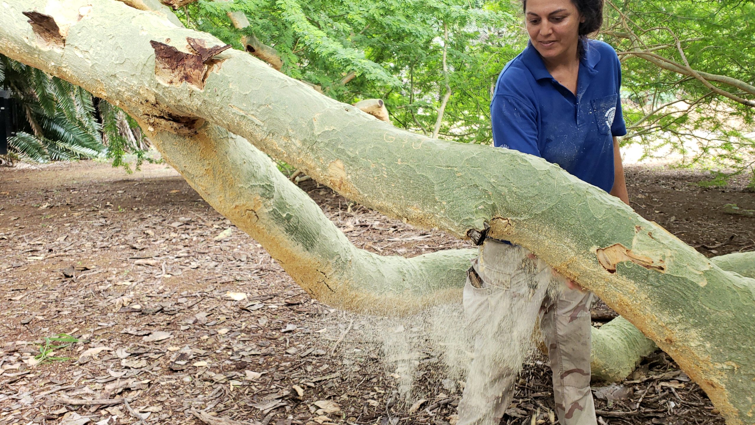 Honolulu Botanical Garden curator, Talia Partner, checks out a fever tree.