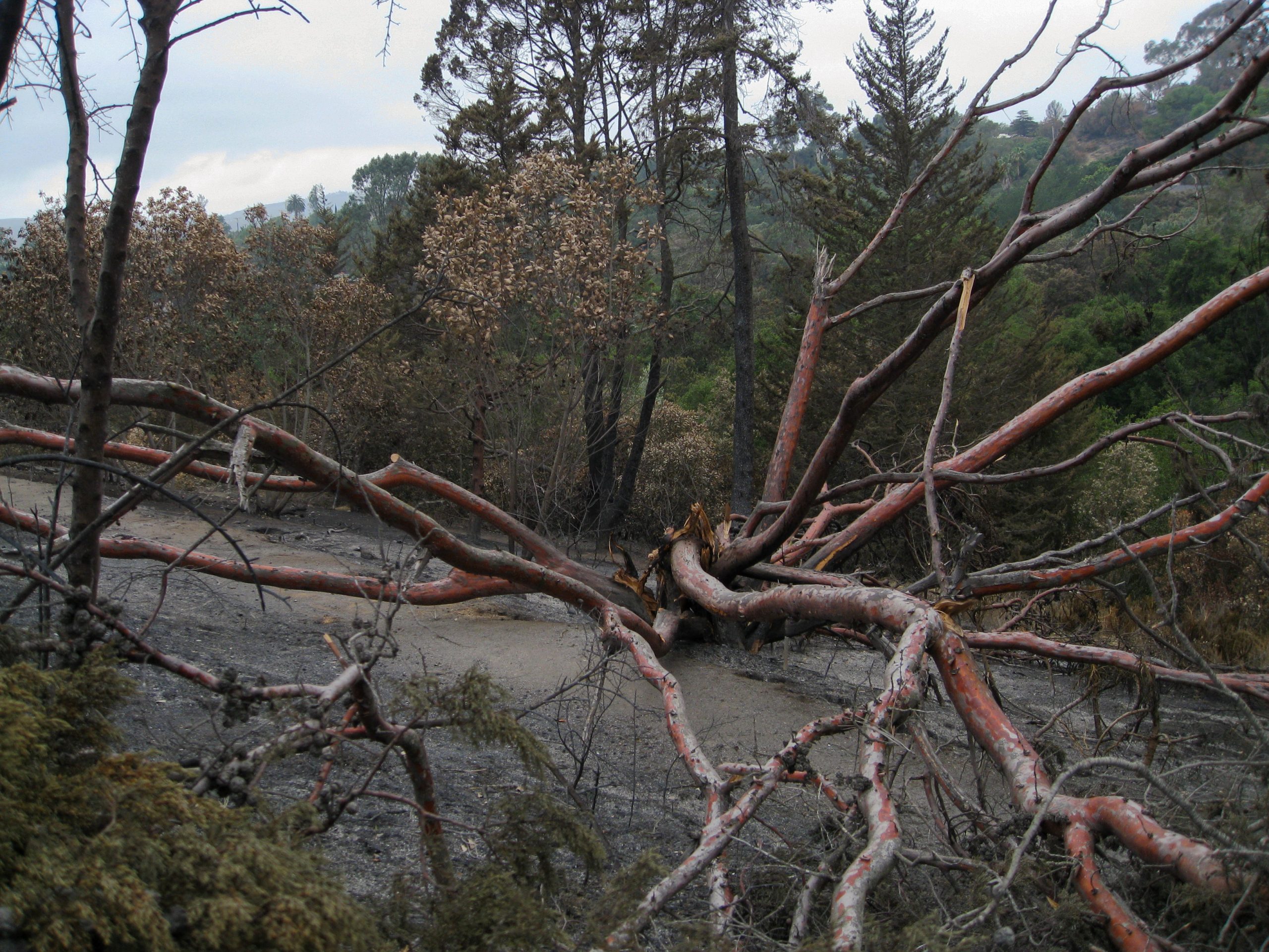 Tecate cypress felled by the Jesusita Fire. A rare tree, tecate cypress (Hesperocyparis forbesii), was killed and felled in the fire.