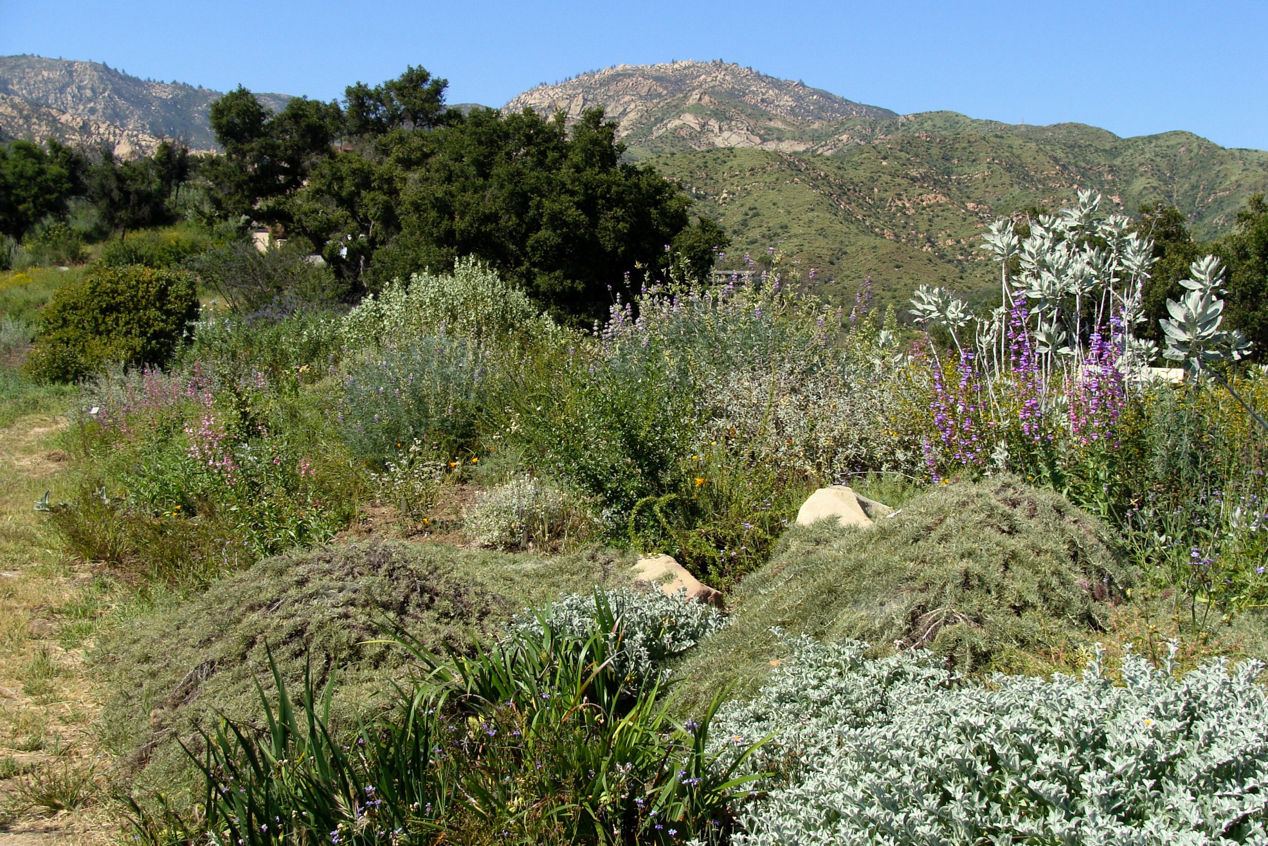 Top of Porter Trail, view to Santa Ynez Mountains, SBBG 2 years after the Jesusita Fire.