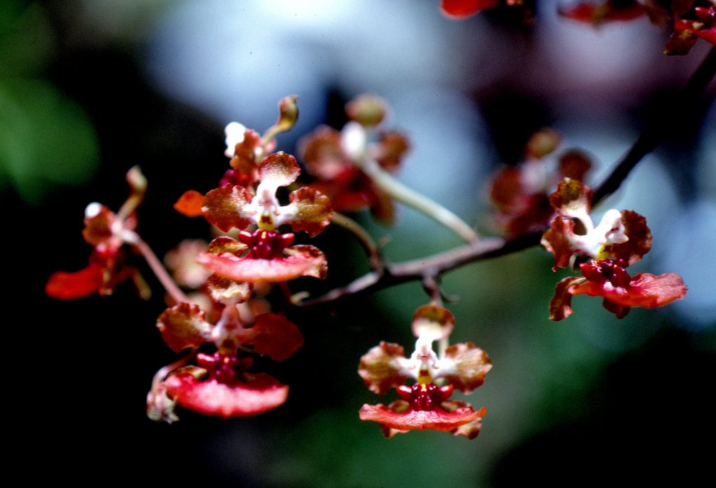 Spotted mule eared orchid (Trichocentrum undulatum).