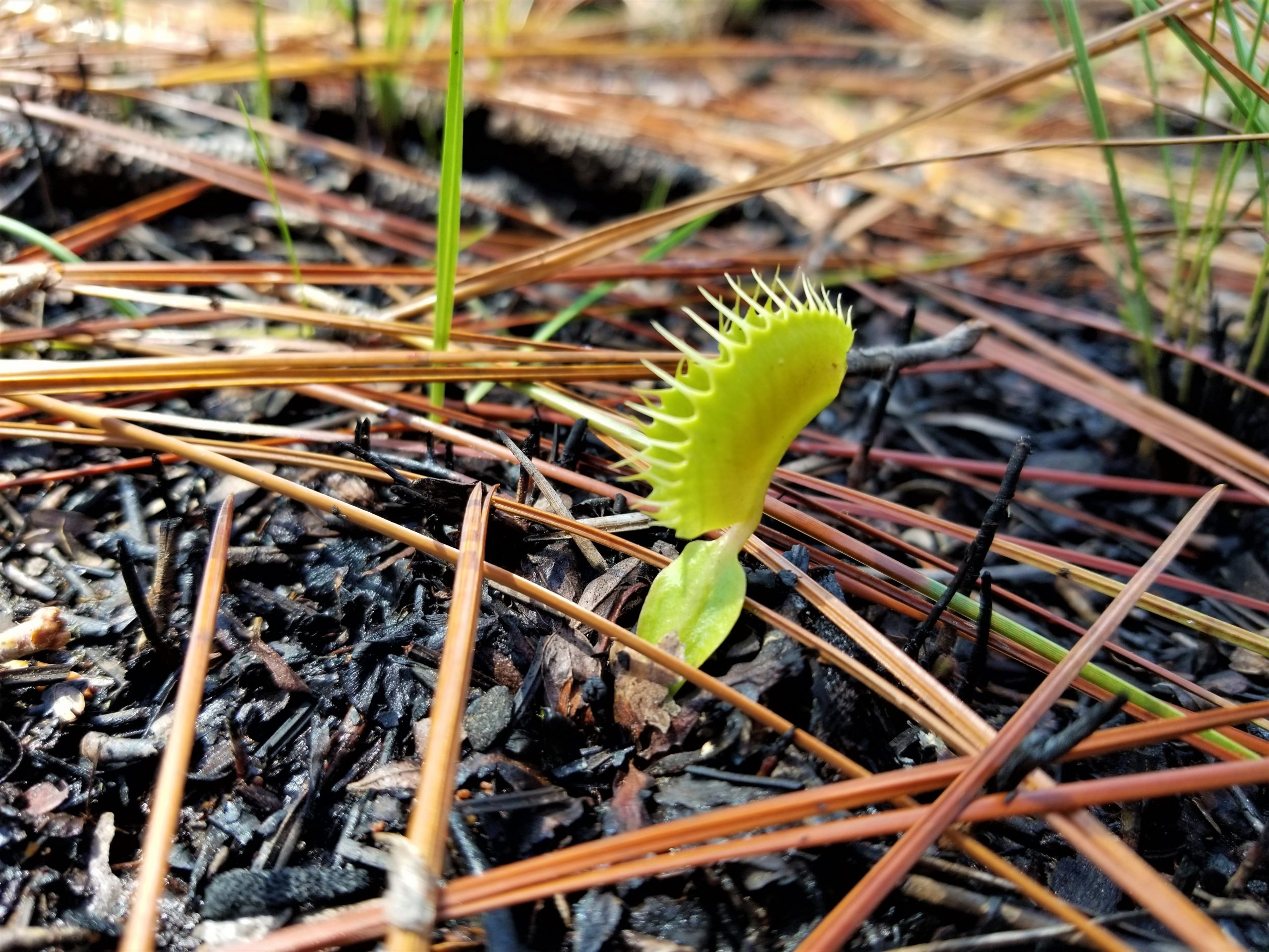 Venus flytrap from the ashes. Photo by Johnny Randall, courtesy of the North Carolina Botanical Garden.