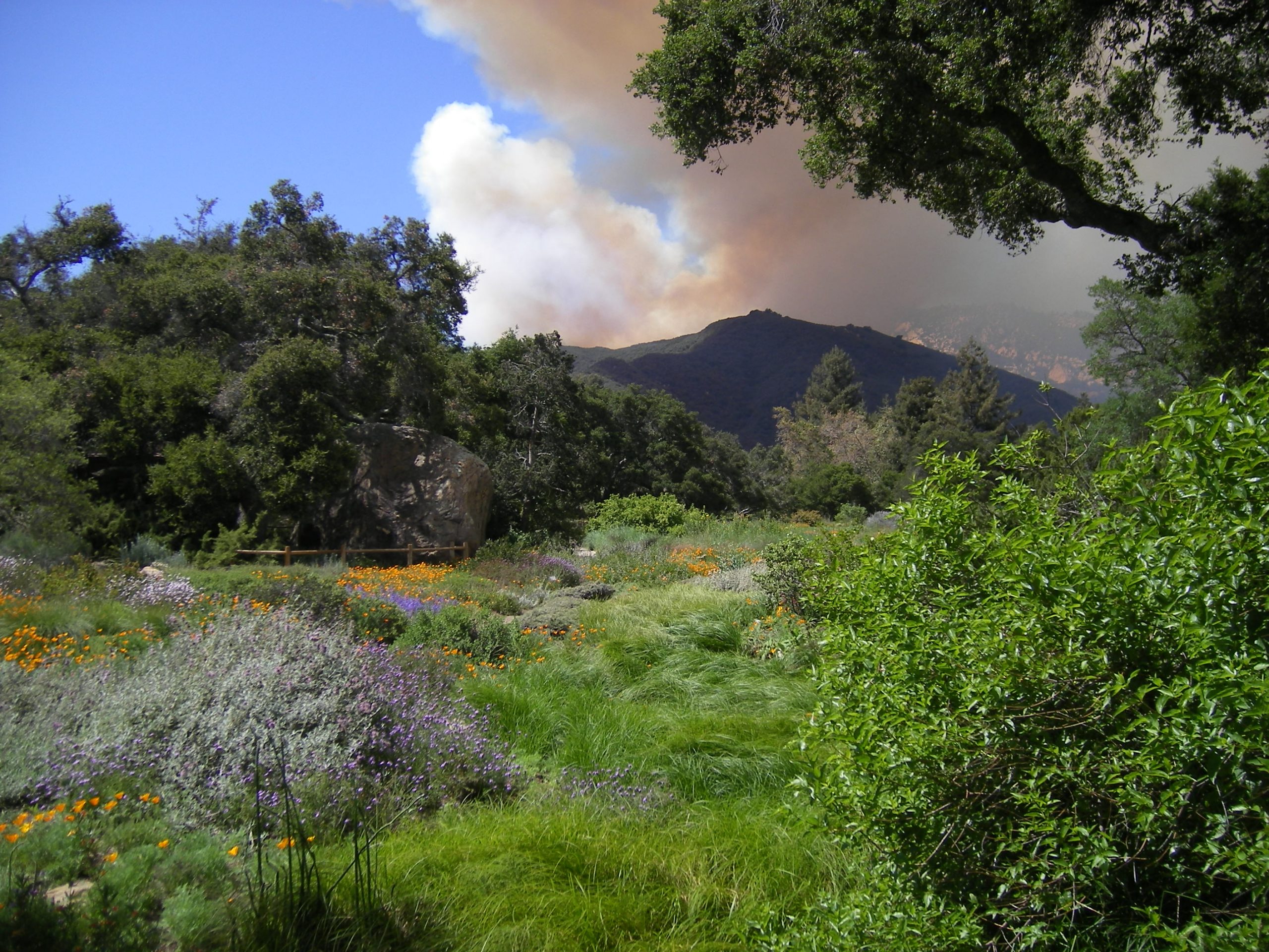 View of Jesusita Fire from Santa Barbara Botanic Garden meadow.