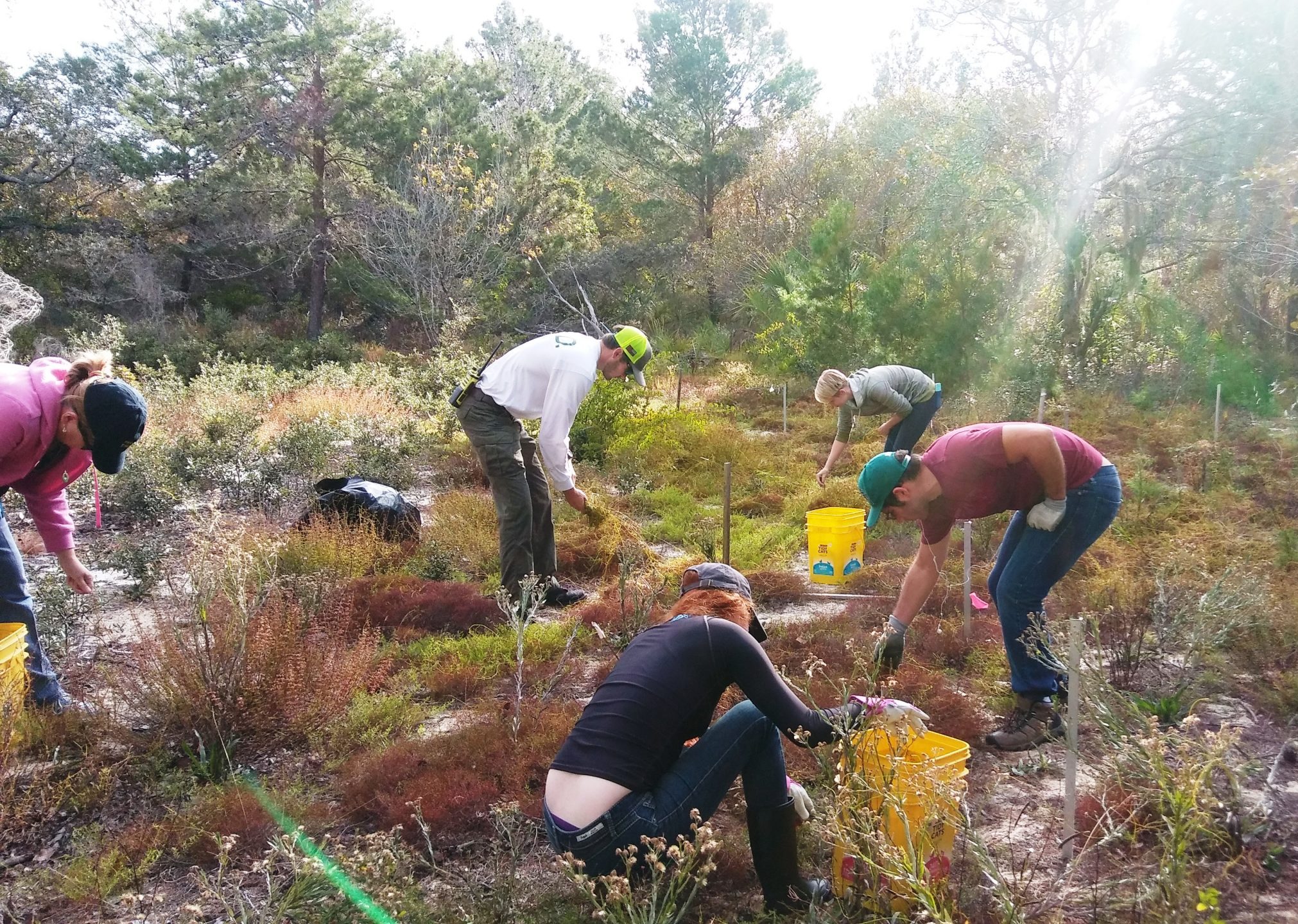 Volunteers carefully pulling love vine from Lakela’s mint plants.