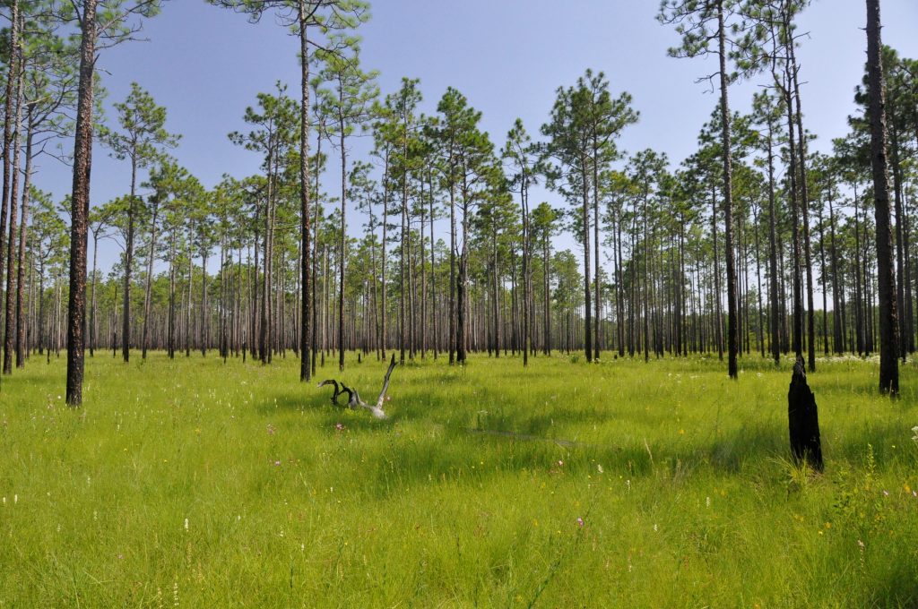 Wet pine savanna. Photos by Johnny Randall, courtesy of the North Carolina Botanical Garden.