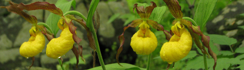 Yellow Lady Slippers flowers.
