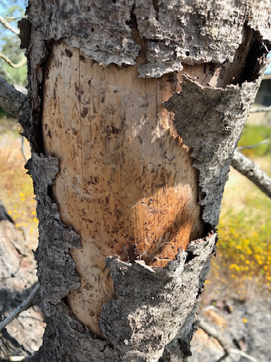 Bark beetle galleries on a dead Torrey pine at the Torrey Pines State Natural Reserve