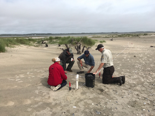 Image of staff and interns at Chincoteague NWR planting AMPU.