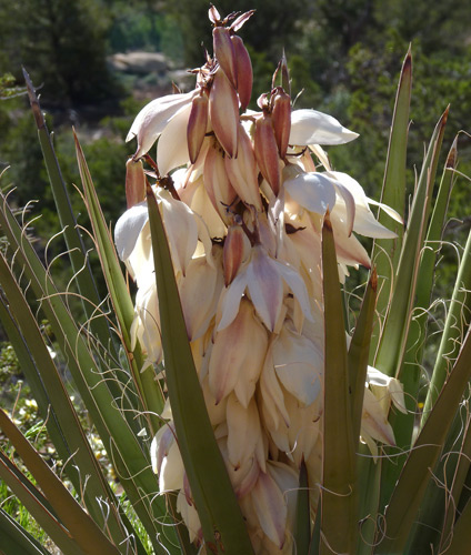 Banana yucca: Yucca baccata, which was traditionally an important food source for the Navajo.
