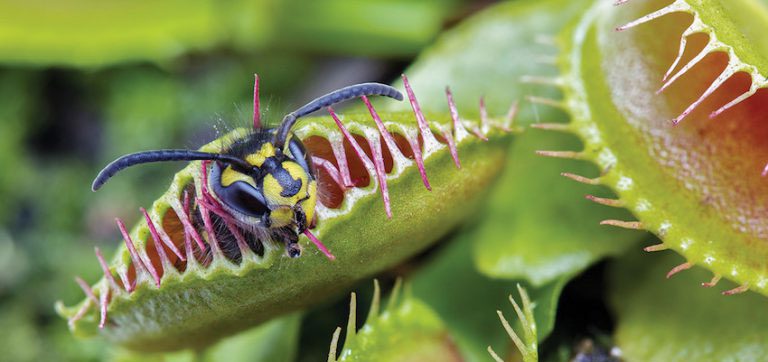 Image of Venus flytrap (Dionaea muscipula) - A plant that is extremely charismatic!