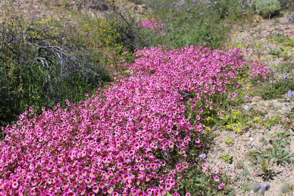 Erythranthe-rhodopetra, Image by Naomi Fraga