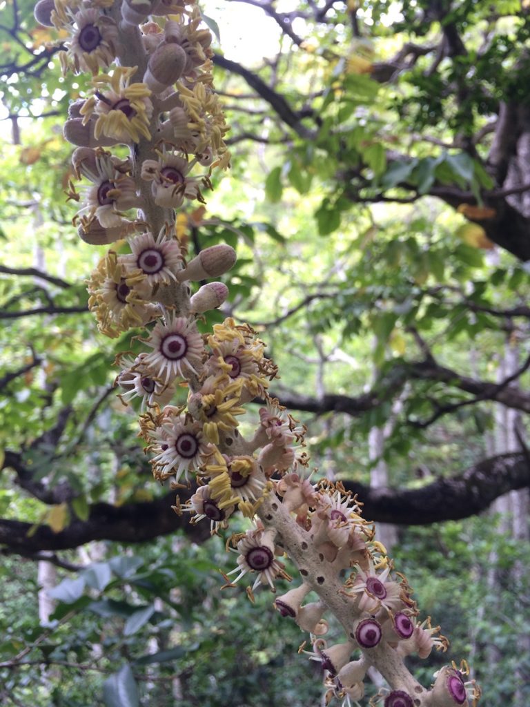 Picture of Polyscias racemosa