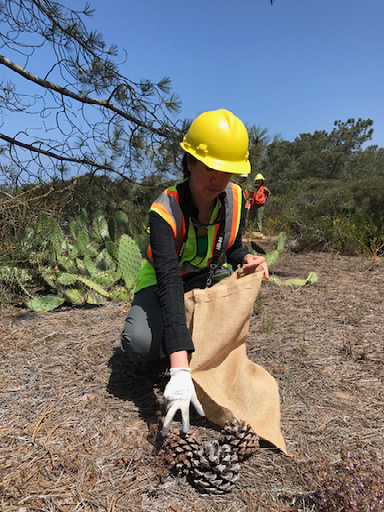 Stephanie Steele (San Diego Zoo Institute for Conservation Research) collecting pine cones at the Torrey Pines State Natural Reserve.