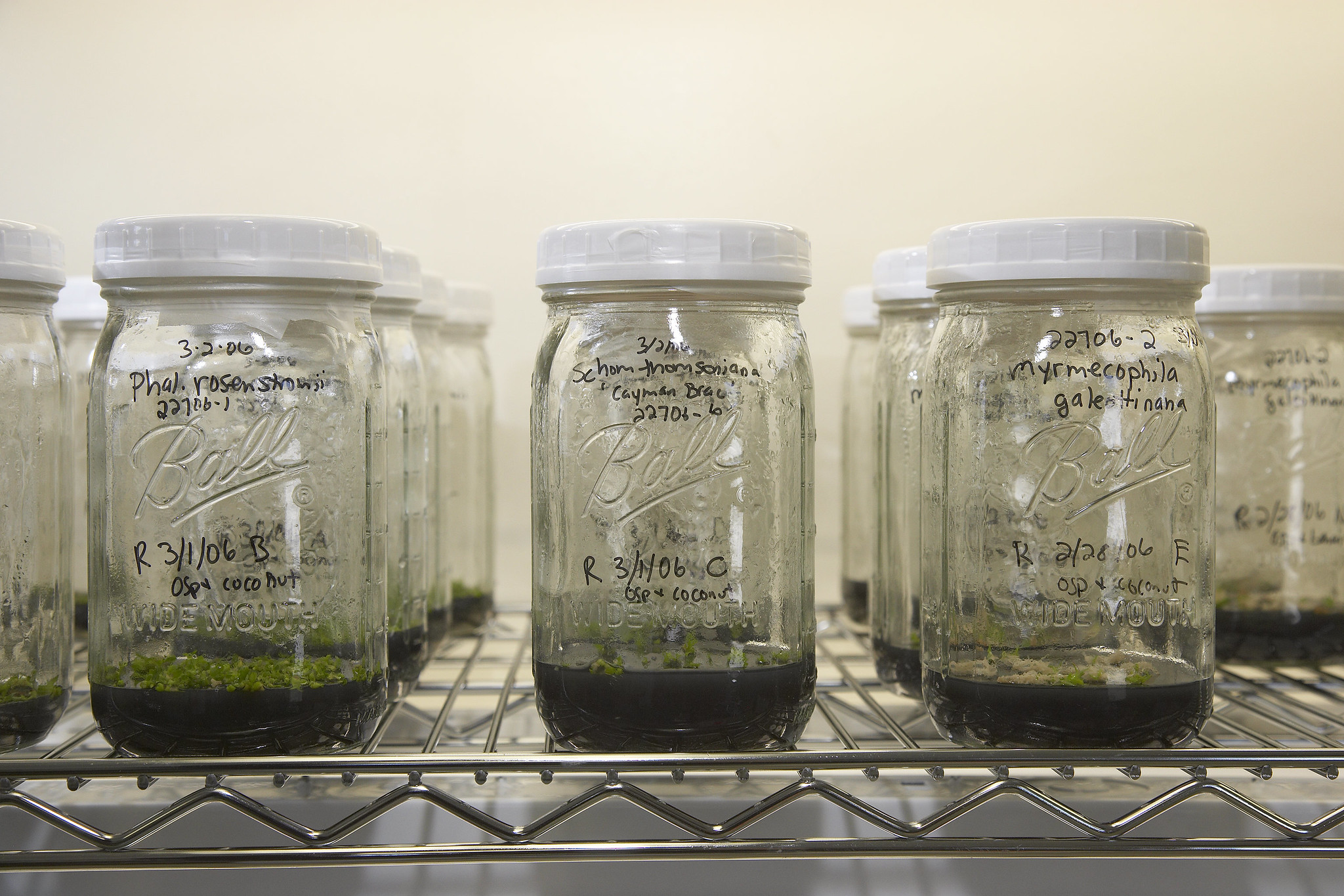 Image of micropropagation lab.