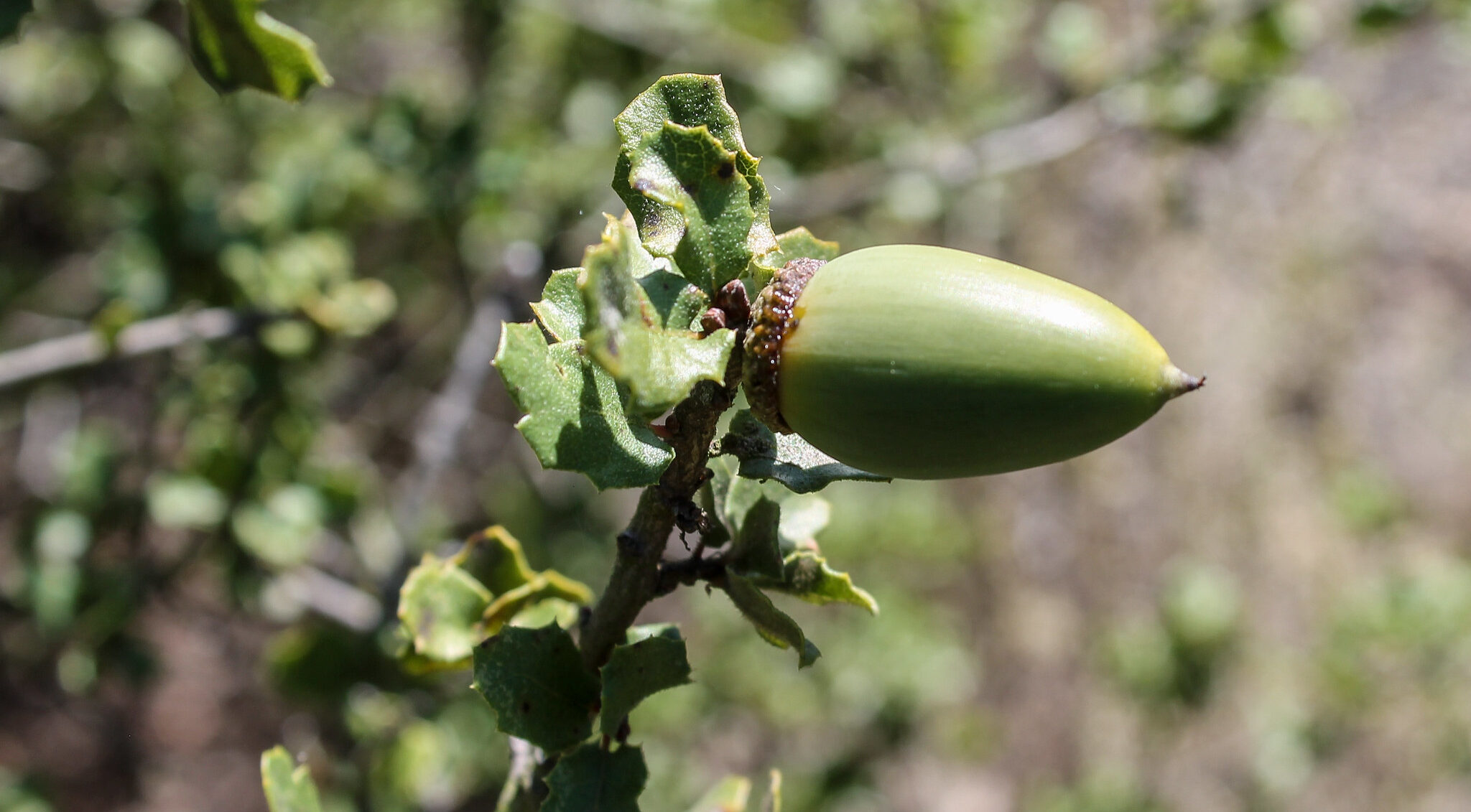 Image of Nuttall's scrub oak (Quercus dumosa).