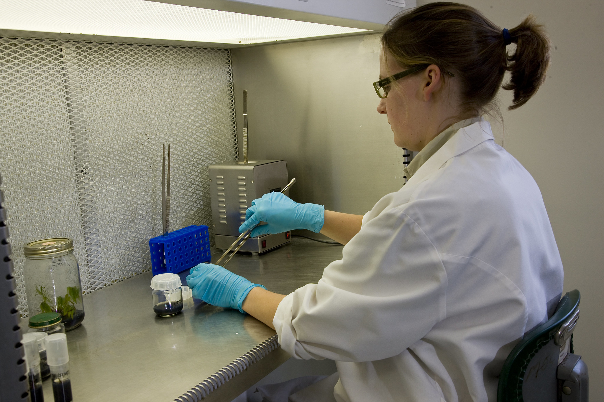 Image of Christy Powell in the micropropagation lab.