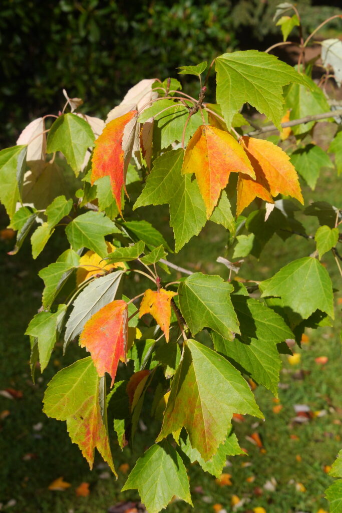 Image of a Japanese red maple (Acer pycnanthum).