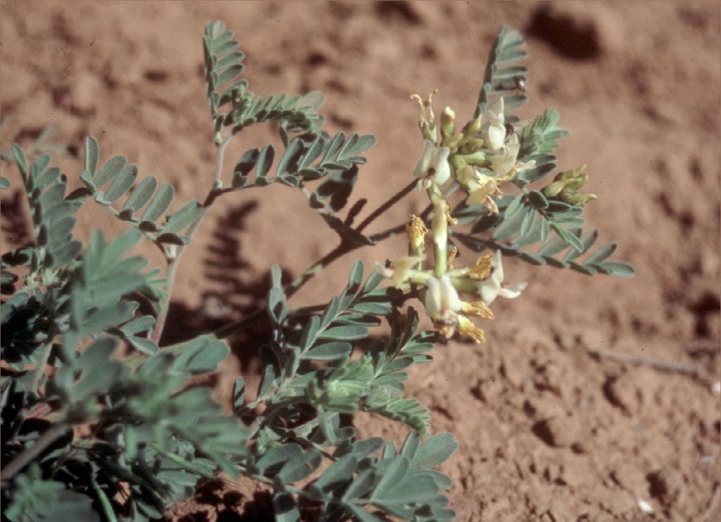 Image of Whited’s milkvetch (Astragalus sinuatus)
