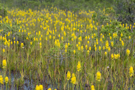 Image of Narthecium americanum in bloom at Webb's Mill