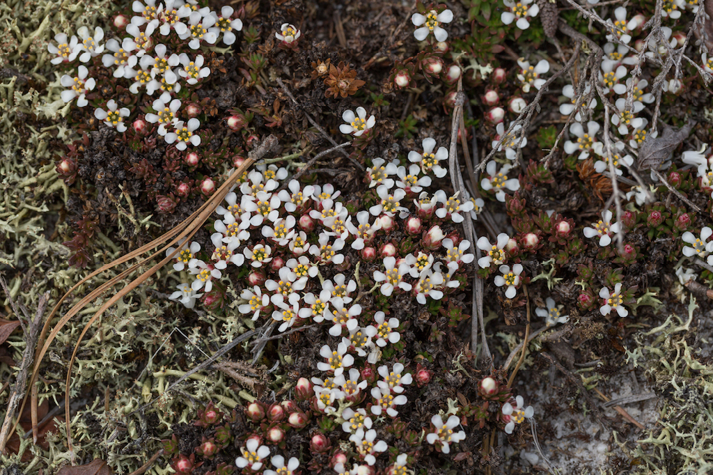 Pyxidanthera barbulata floral detail with lichens