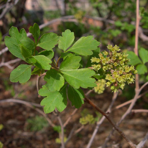 Three-leaf sumac: Rhus aromatica var. trilobata. - an important Navajo plant for basket-making, as a food source, and in ceremonies