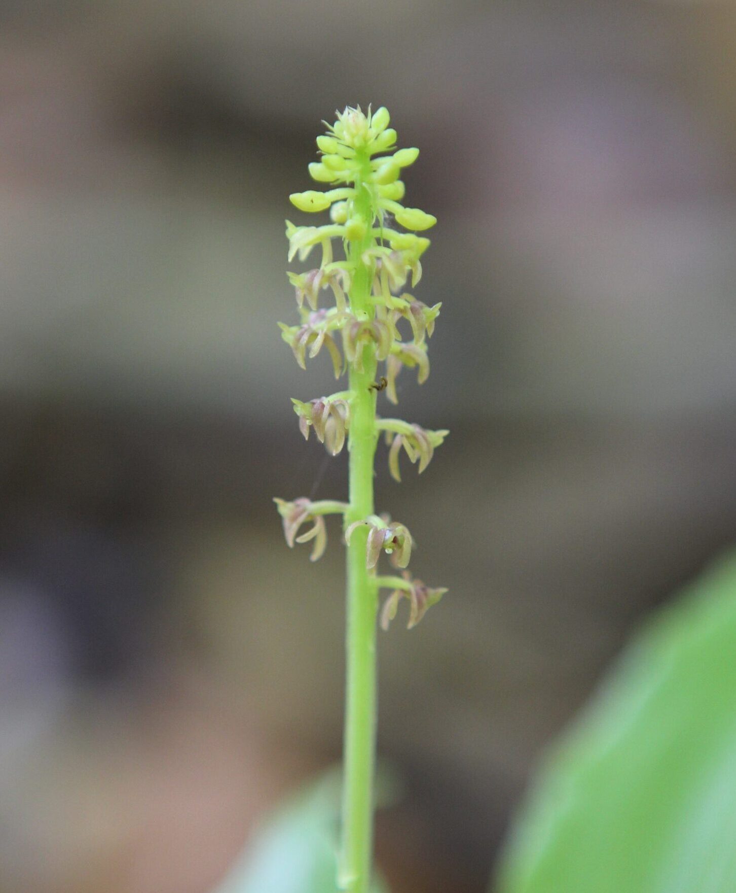Image of a snout orchid (Dienia volksii).
