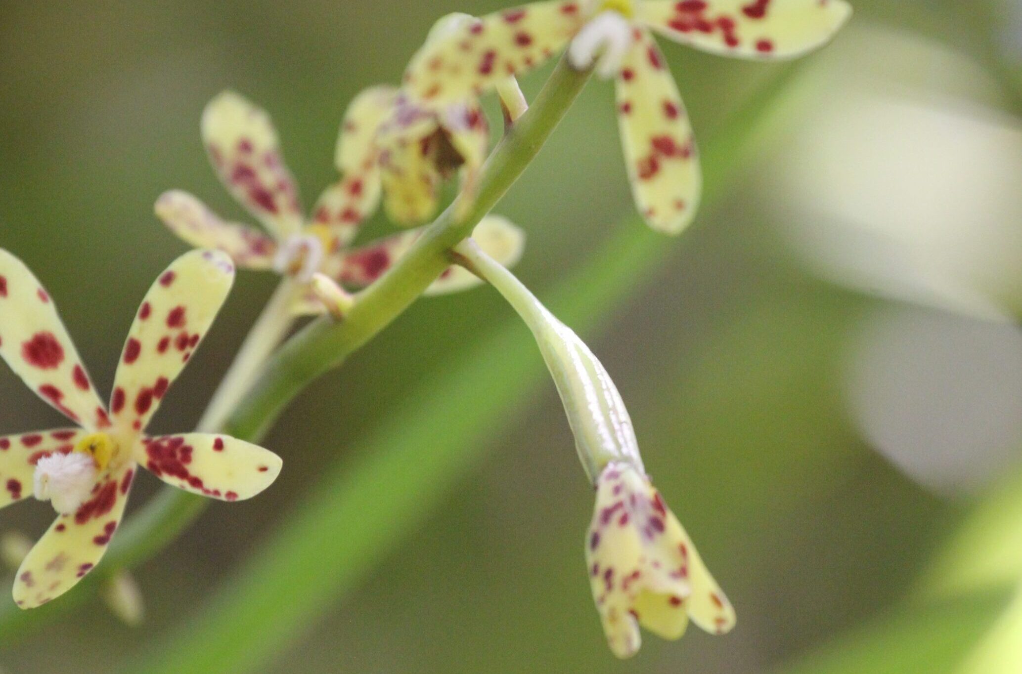 Image of Dipodium freycinetioides. Photo by Christy Powell