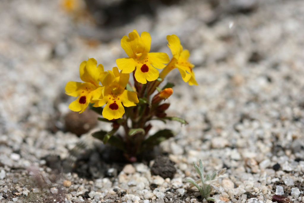 Image of Erythranthe carsonensis, photo by Naomi Fraga