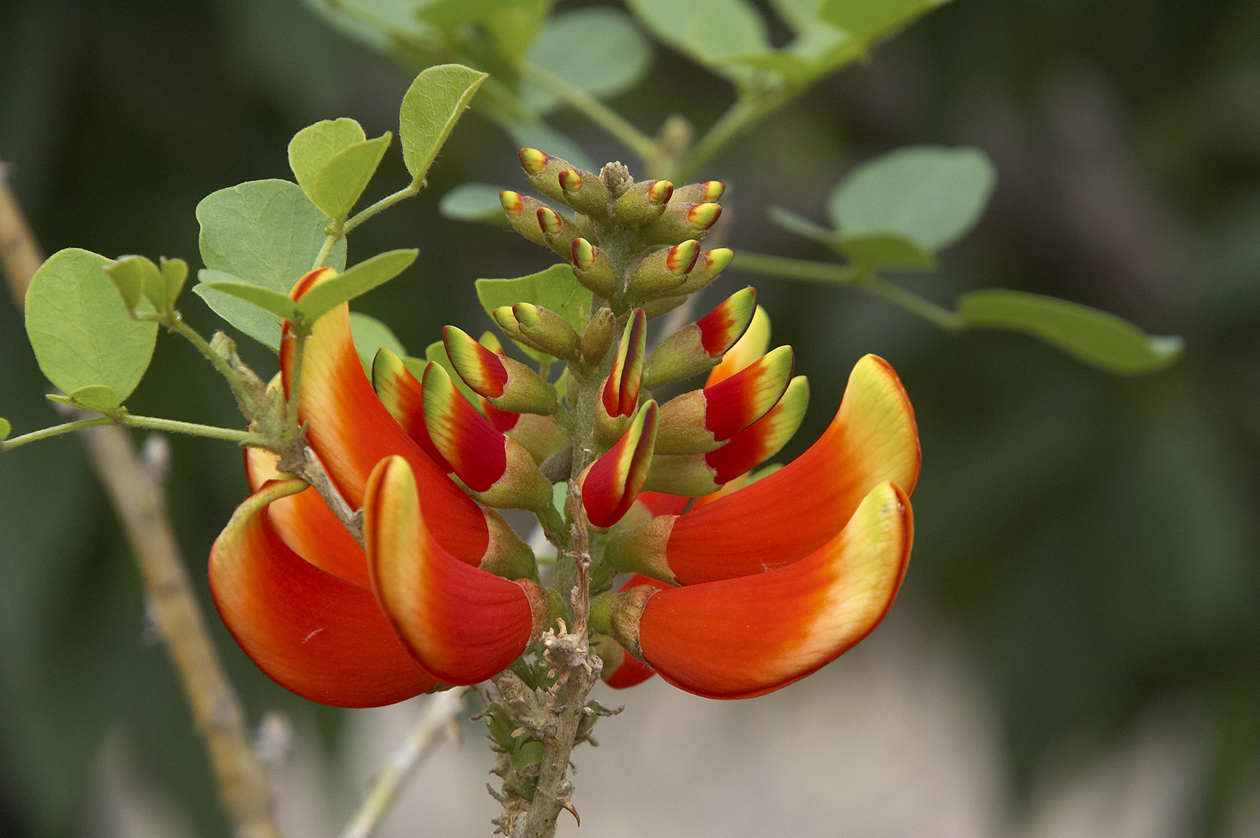 Image of Tambookie thorn (Erythrina acanthocarpa).