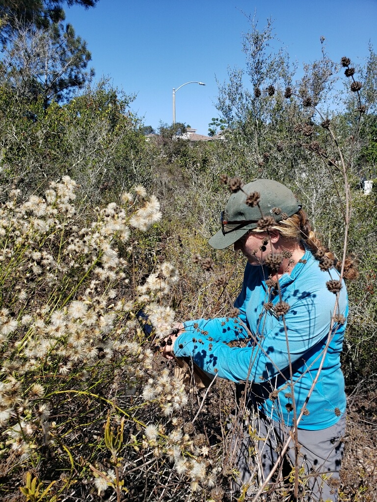 Image of Conservation Horticulturist, Rachel Sadowski, collecting seed from a prolific mother plant in Encinitas.