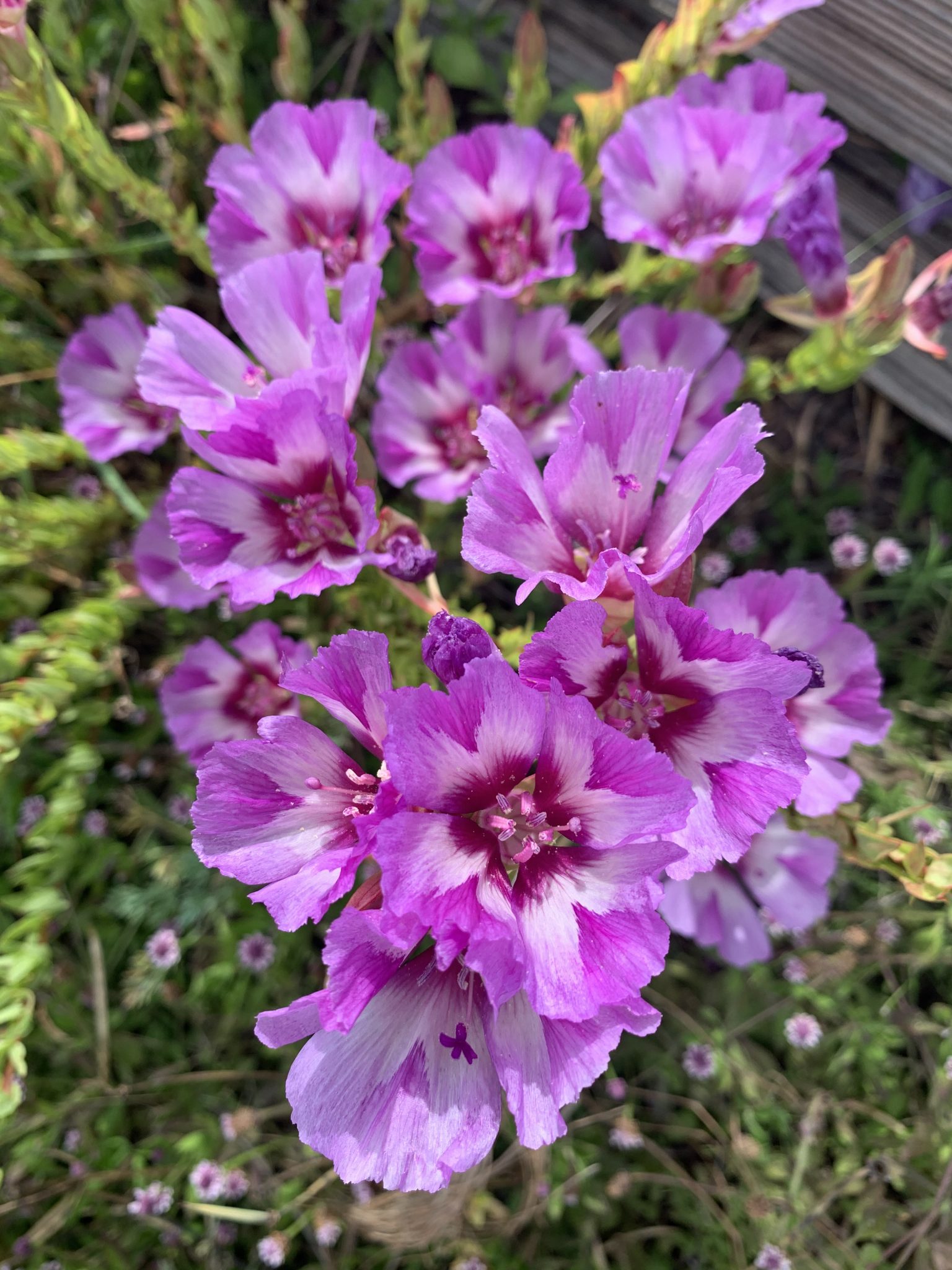 Delphinium luteum Archives - Center for Plant Conservation