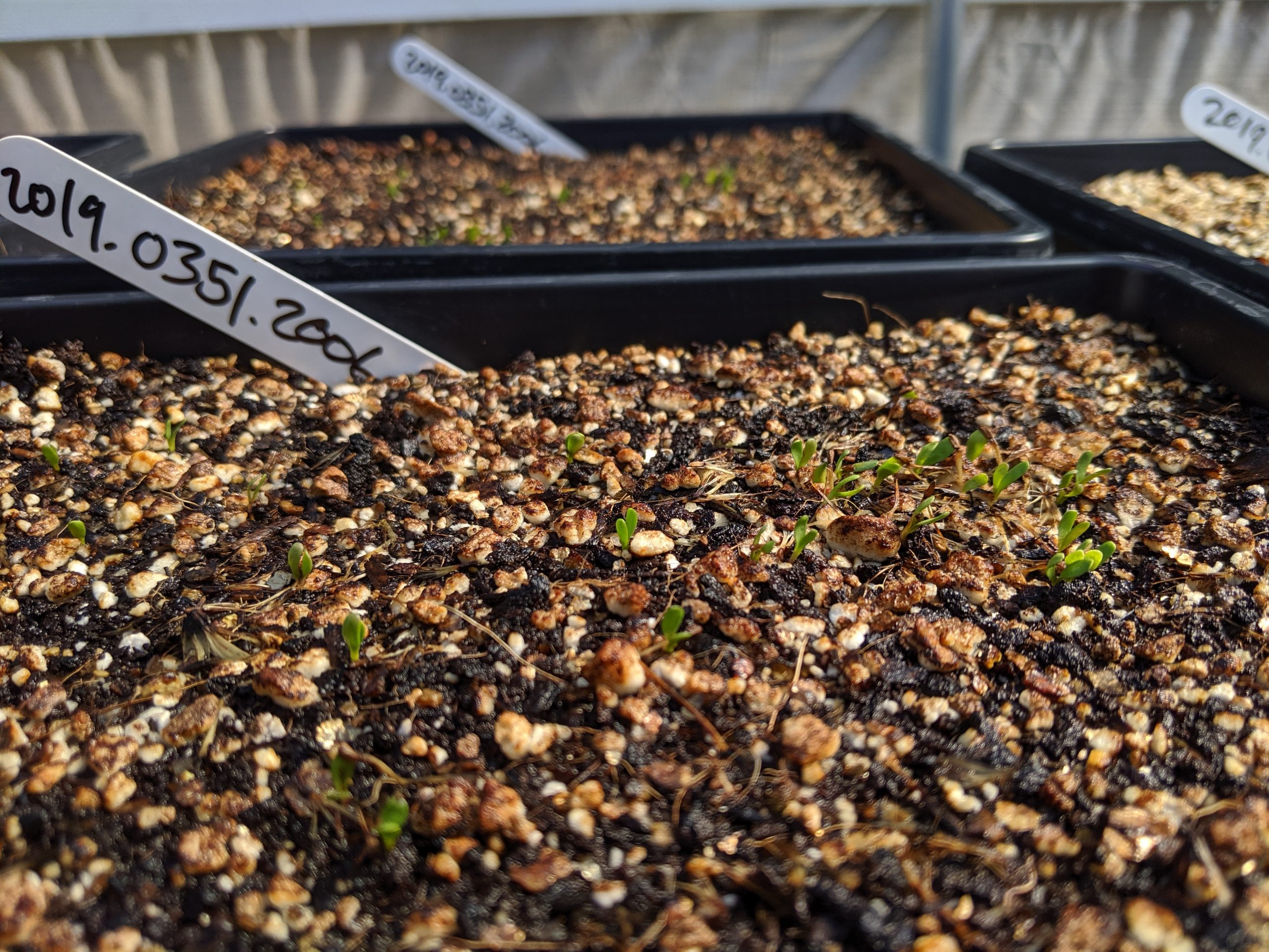 Image of Encinitas baccharis (Baccharis vanessae) seedlings germinating.