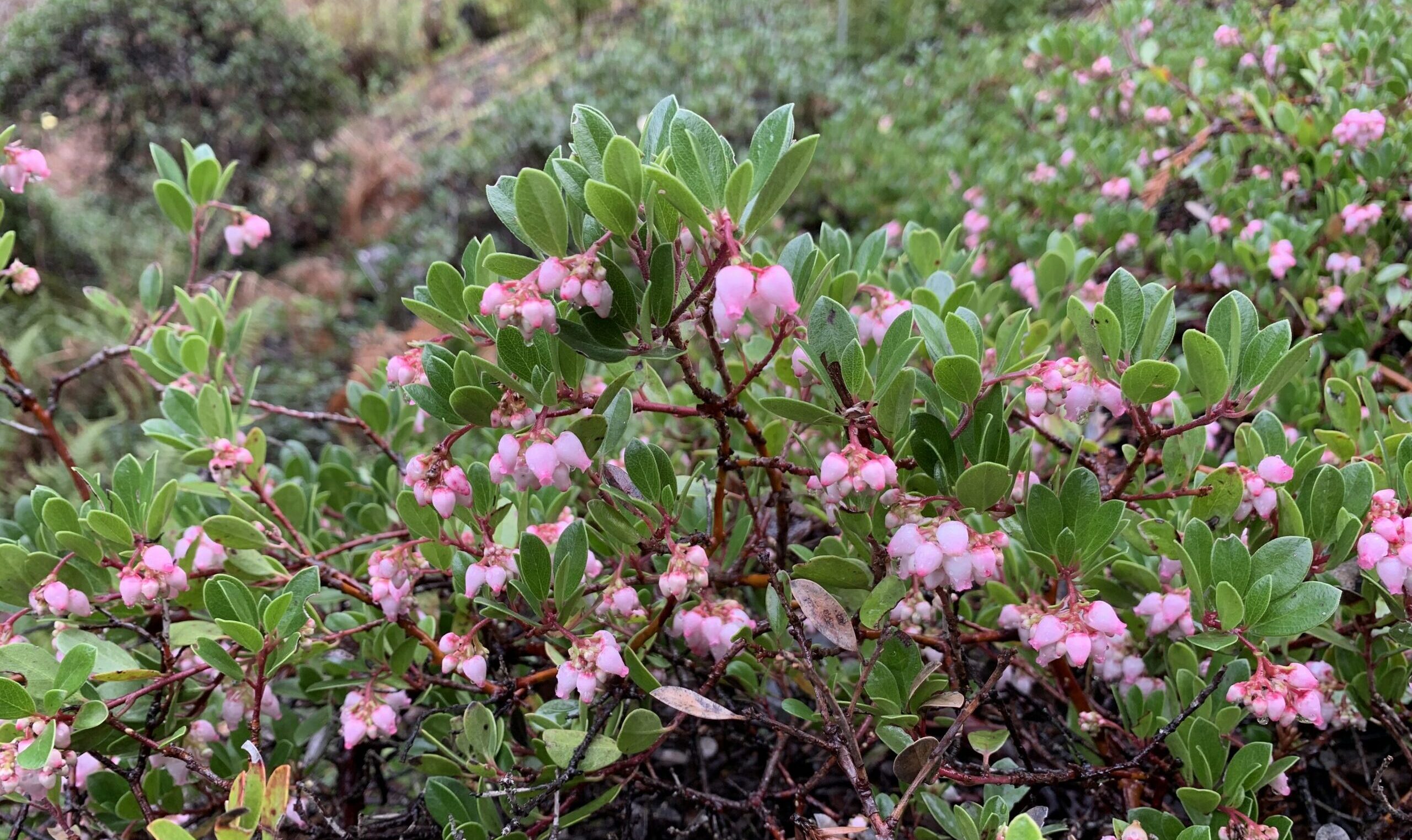 Image of Leo Brewer's manzanita (Arctostaphylos uva-ursi var. leobreweri). Photo by Bart O'Brien, courtesy of Regional Parks Botanic Garden.