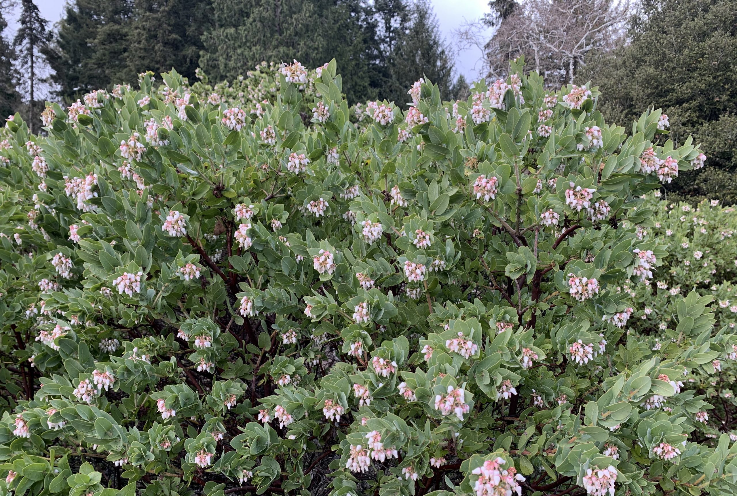 Image of Alameda manzanita (Arctostaphylos pallida).