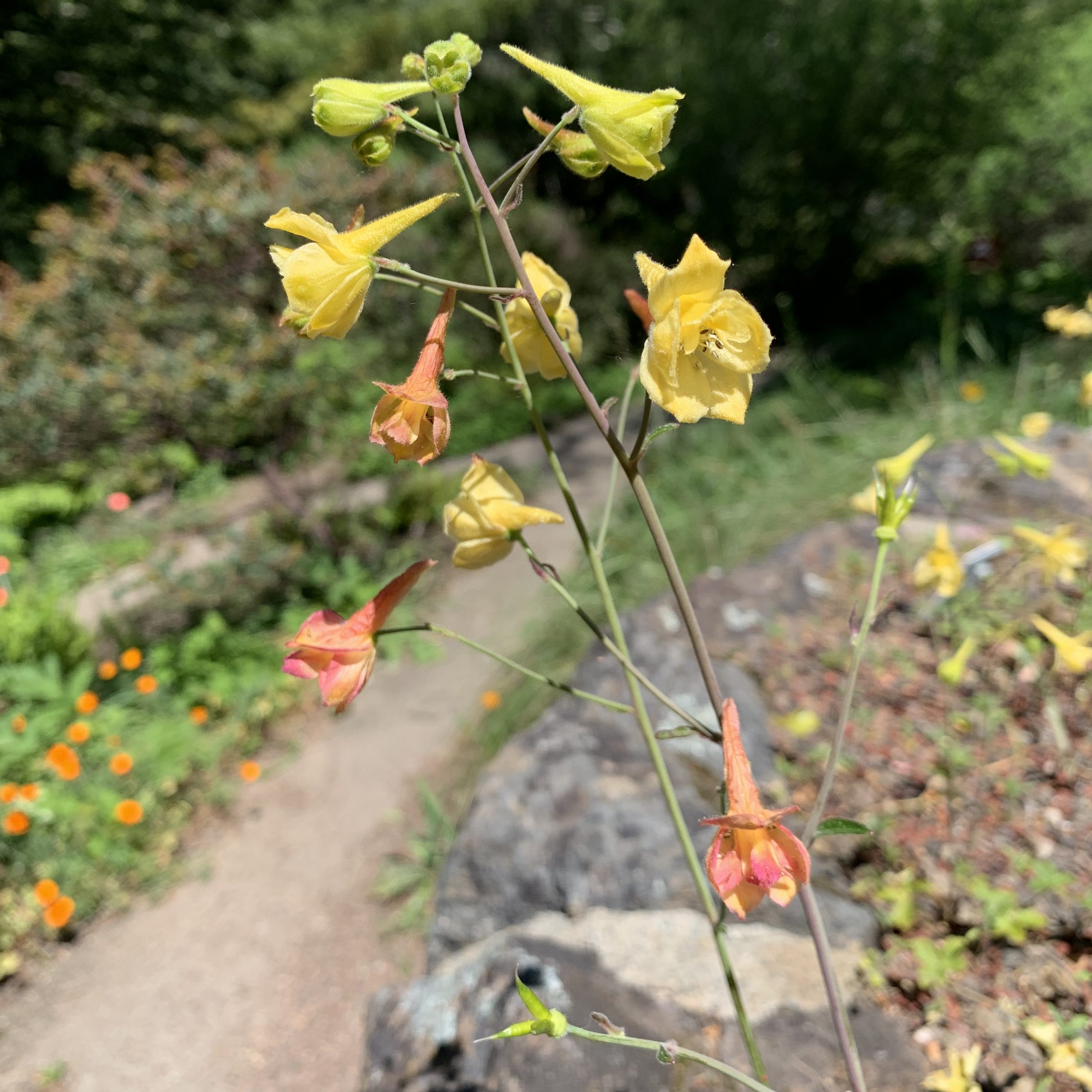 Yellow larkspur (Delphinium luteum) is an endangered geophyte thriving at RPBG. For decades, it has hybridized with the red larkspur (D. nudicaule) as pictured here.Photo by Bart O'Brien, courtesy of Regional Parks Botanic Garden.