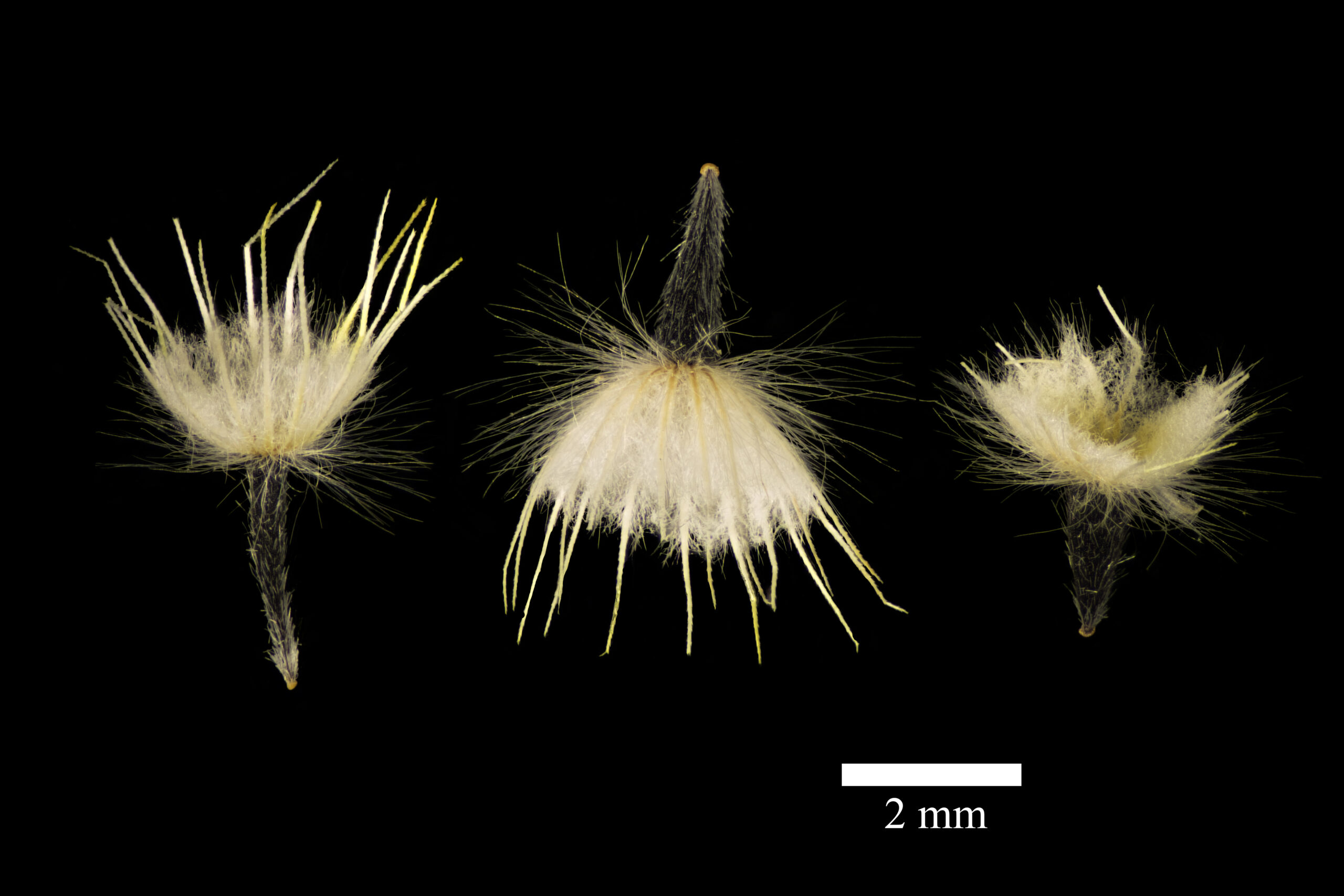 Closeup of Layia platyglossa seeds by Ben Durrington.