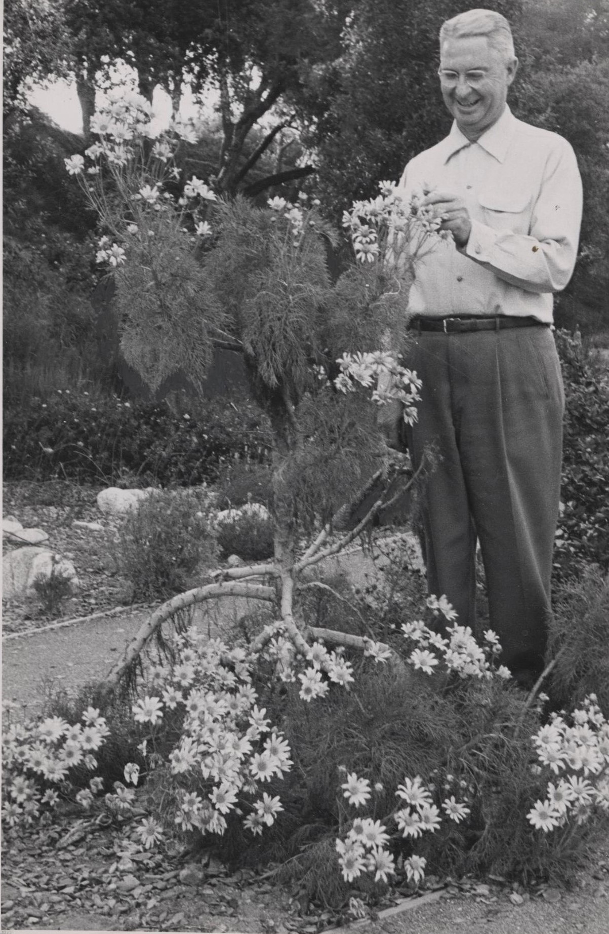 Image of Rancho Santa Ana Botanic Garden superintendent Percy Everett in April 1955.