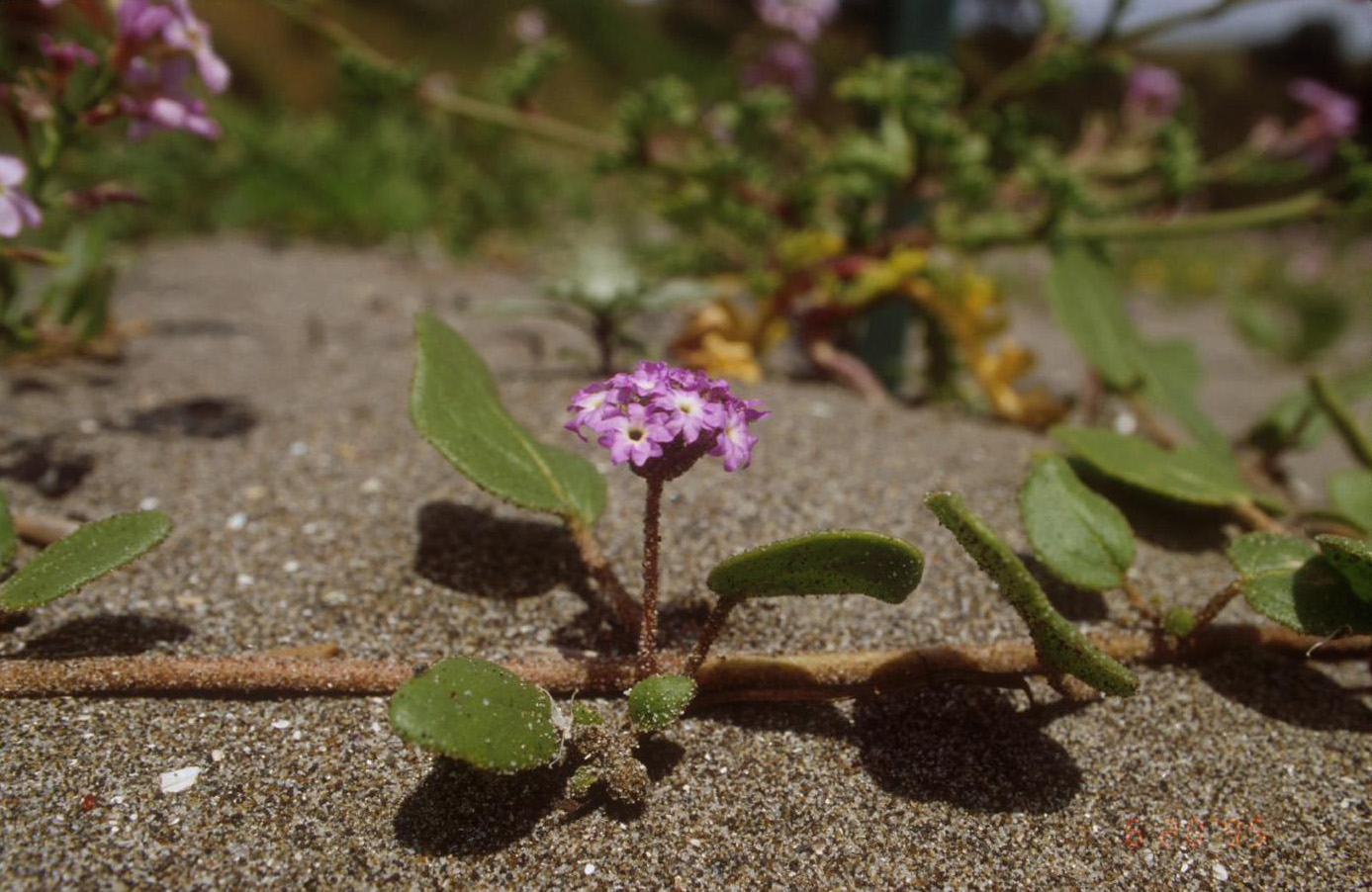 Close-up view of the flowers and succulent leaves of Abronia umbellata ssp. breviflora.