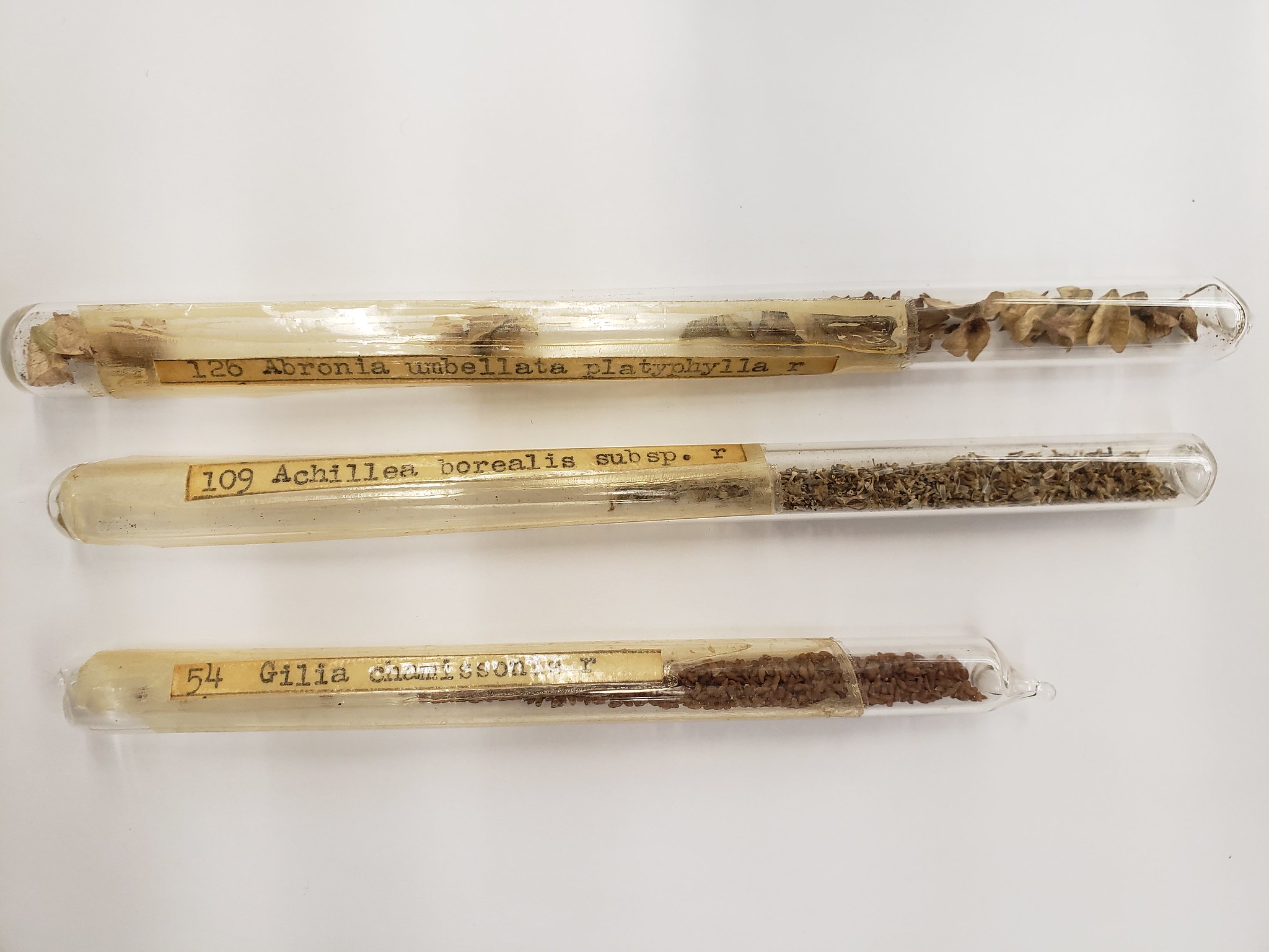 Image of seeds in tubes.