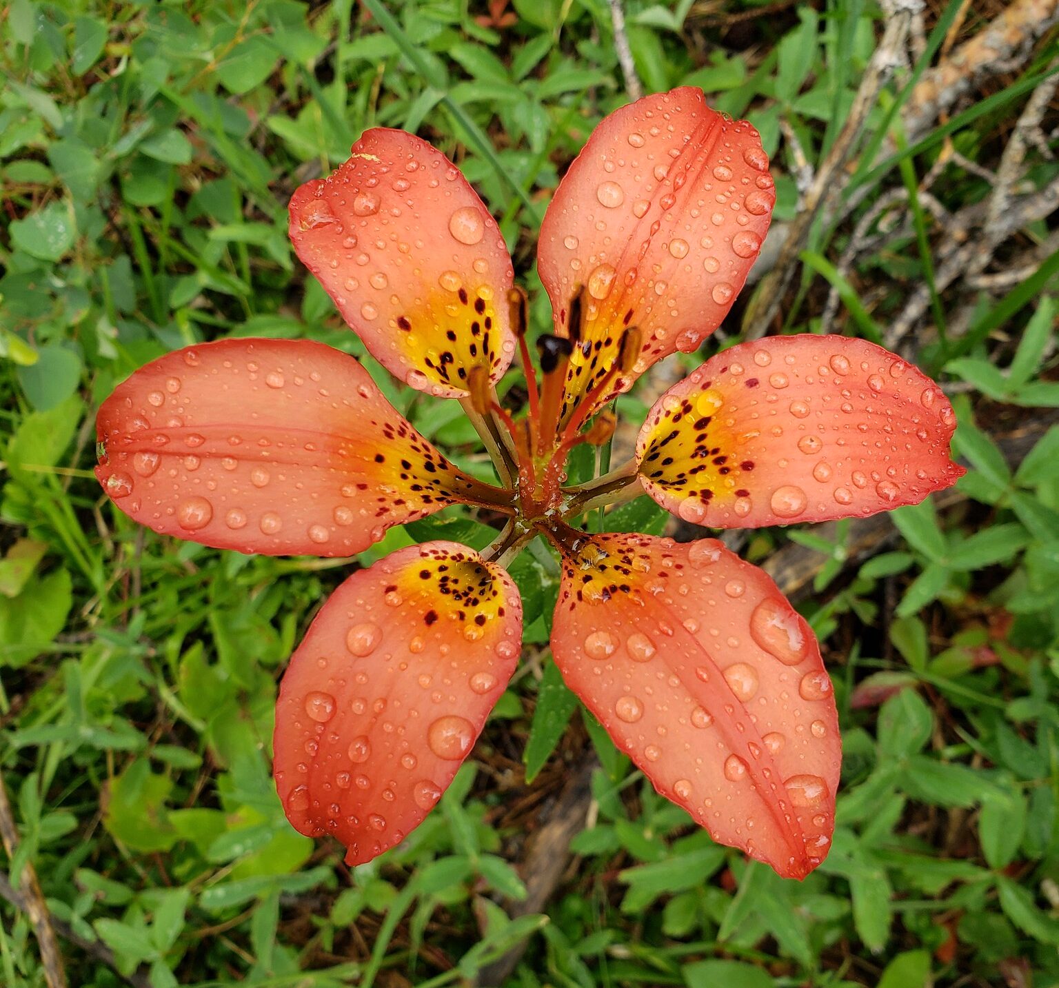 Image of Lilium philadelphicum.