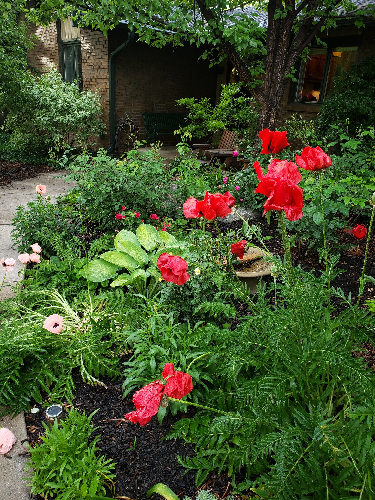 Lisa's front yard flower garden in Fort Collins, CO. Photo courtesy of Lisa Hill.