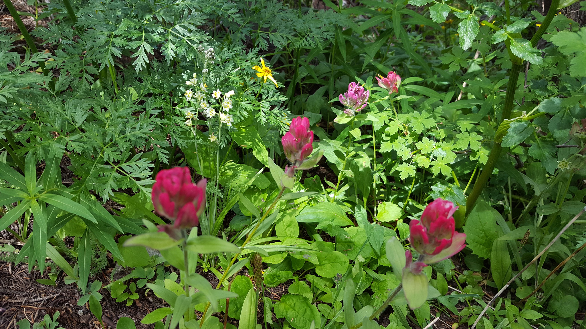 Some of the amazing wildflowers on the trail to Montgomery Pass, CO. Photo courtesy of Lisa Hill.