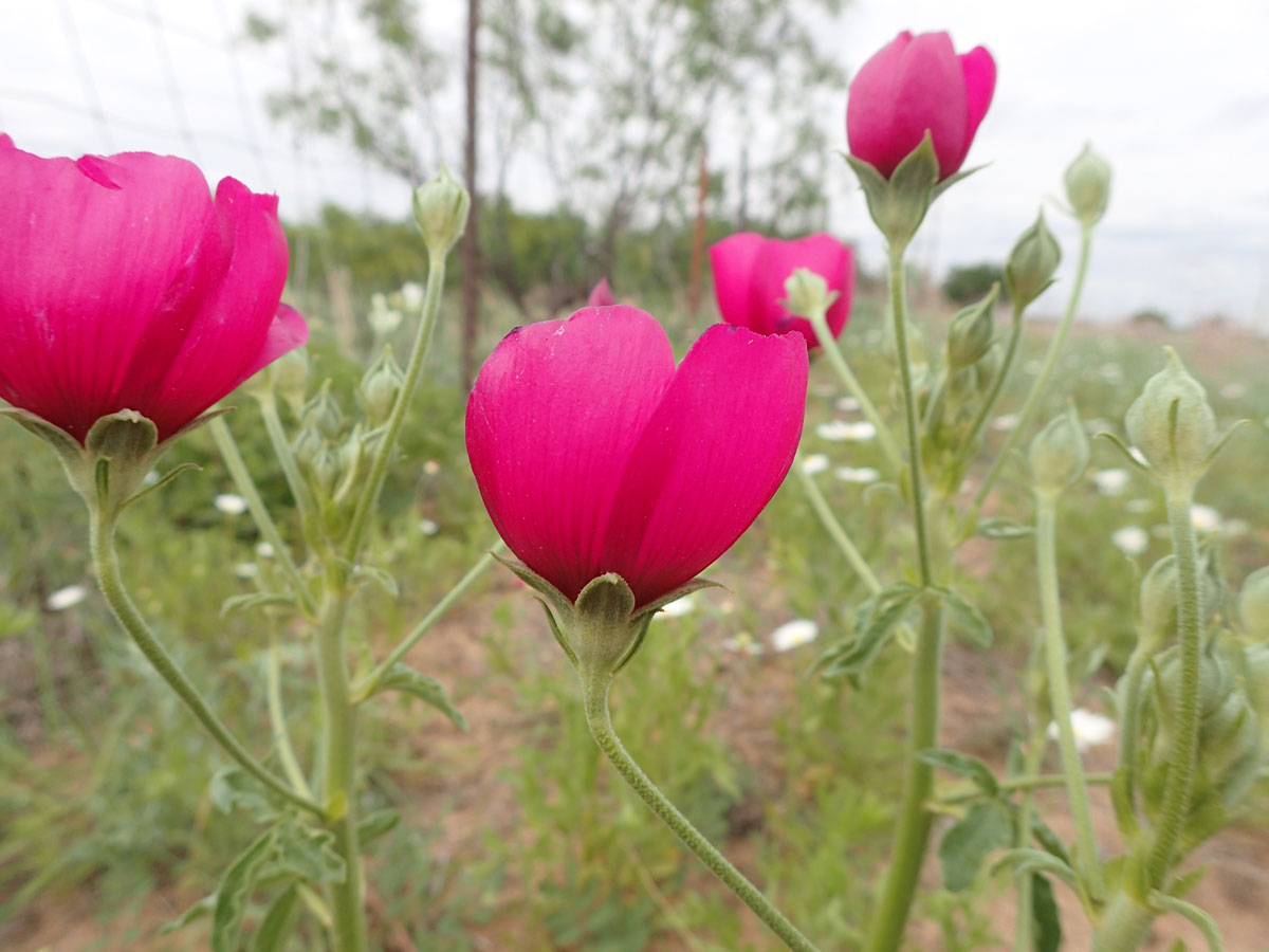 National Collection Spotlight Texas Poppymallow Center for Plant