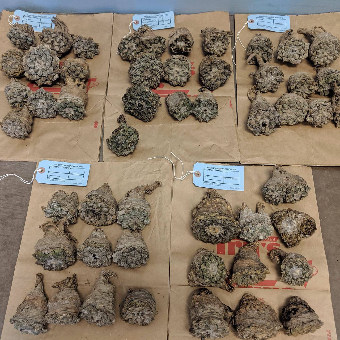 Image of living rock cacti (Ariocarpus fissuratus) confiscated by authorities.