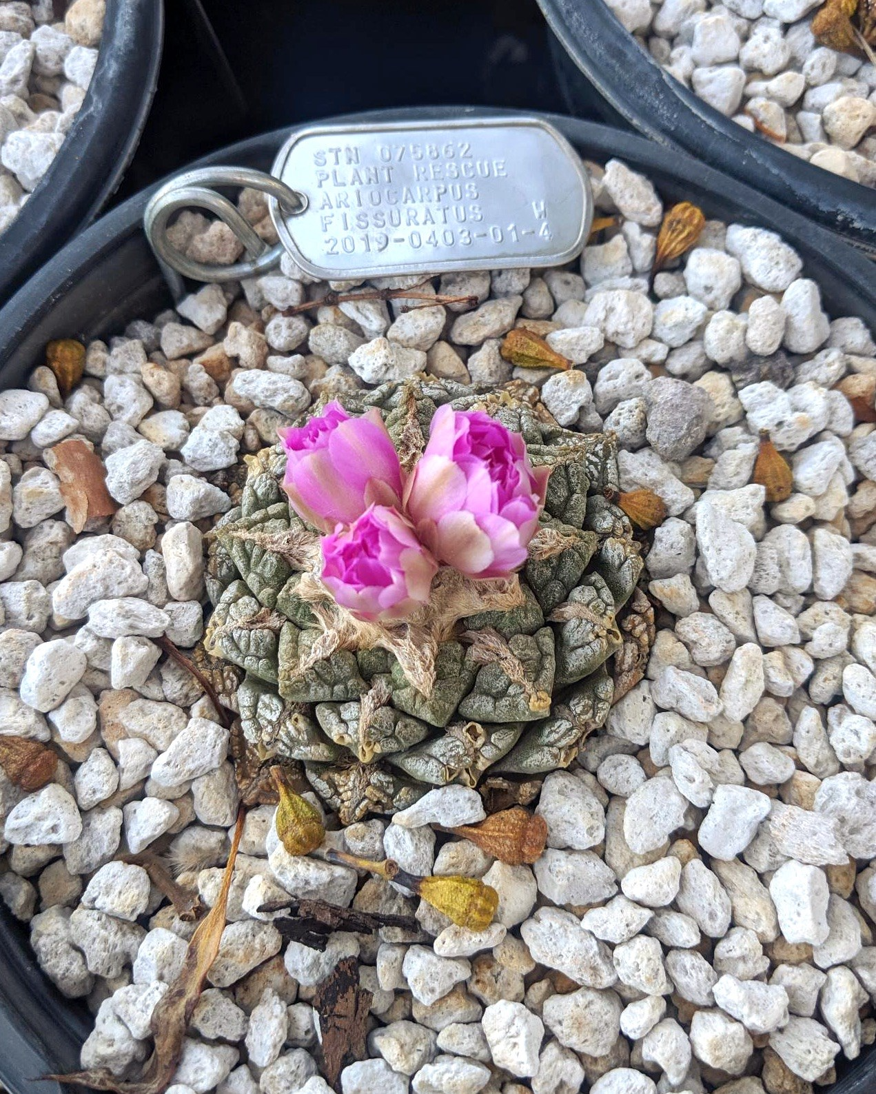 Image of living rock cactus (Ariocarpus fissuratus) .