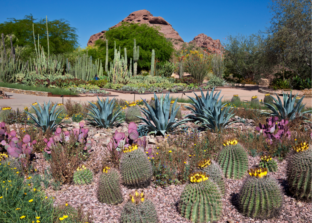 A Specialist Group’s Home Desert Botanical Garden Center for Plant