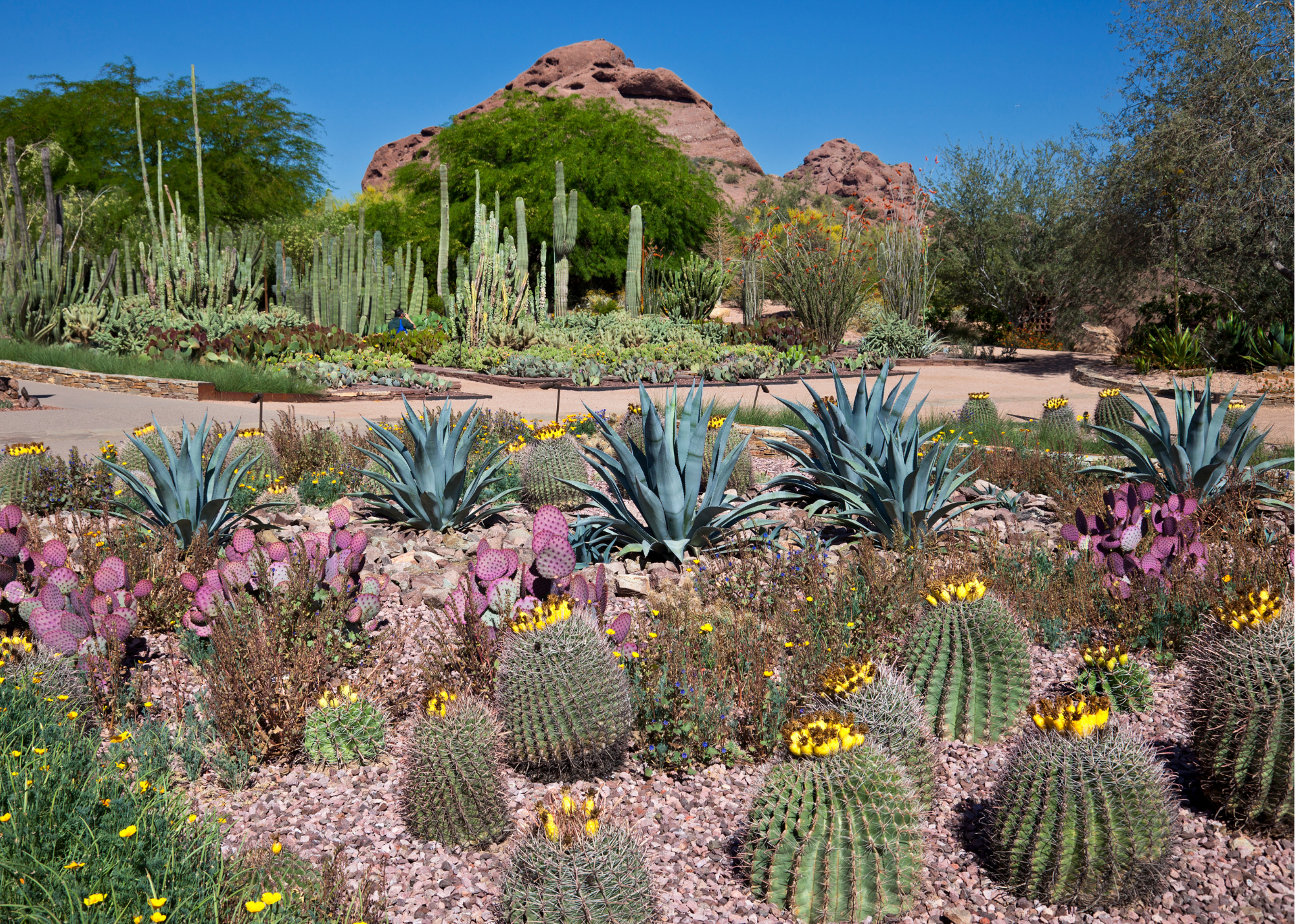 Image of Desert Botanical Garden, home to hundreds of species of cacti and succulents from desert communities, displayed in ways that highlight these wonders of the desert.