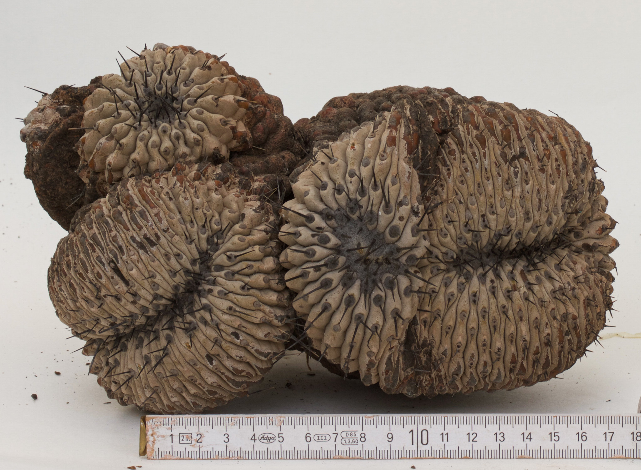 Image of a confiscated Copiapoa plant.