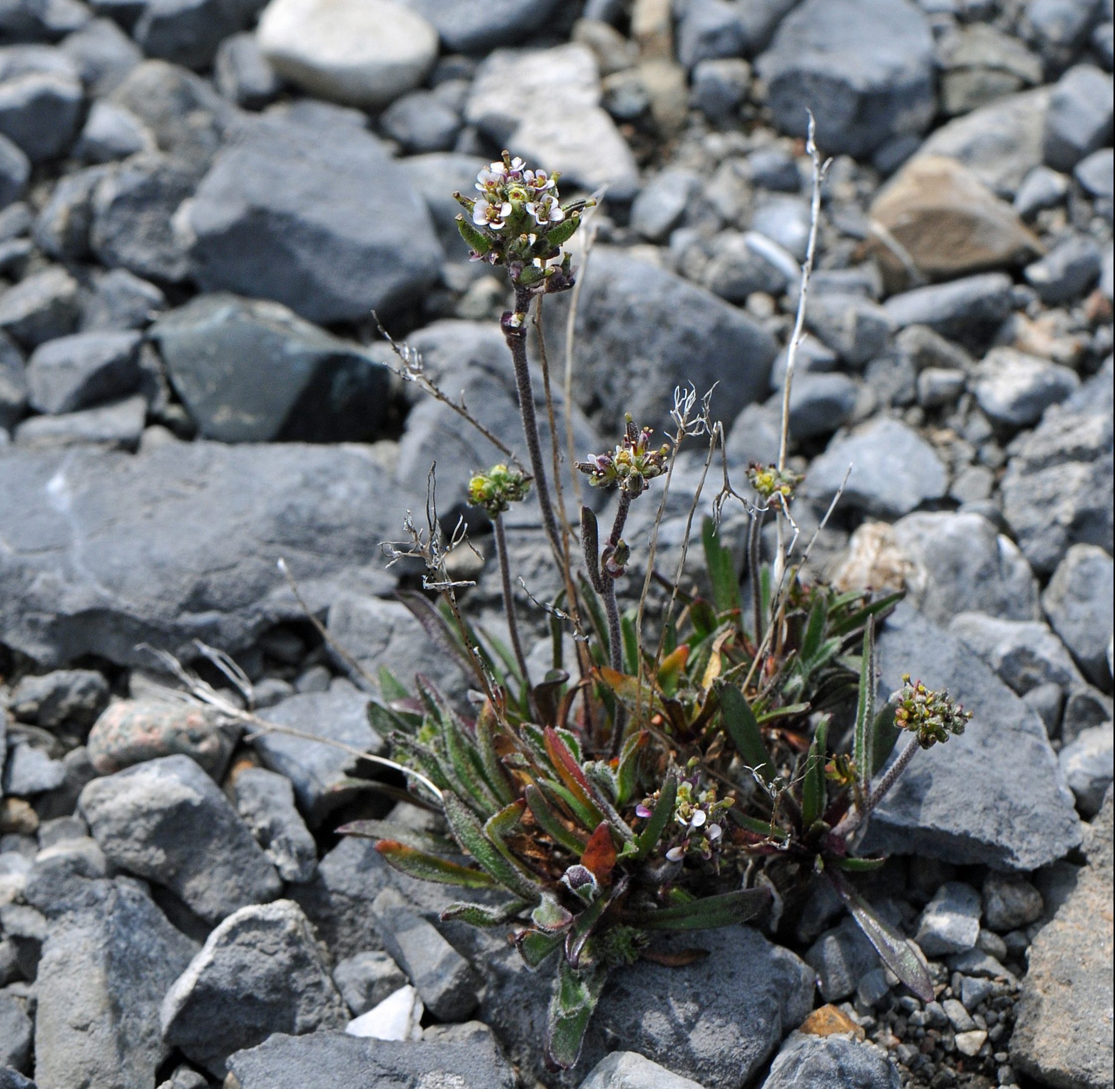 Image of Fernald's rockcress (Braya fernaldii).