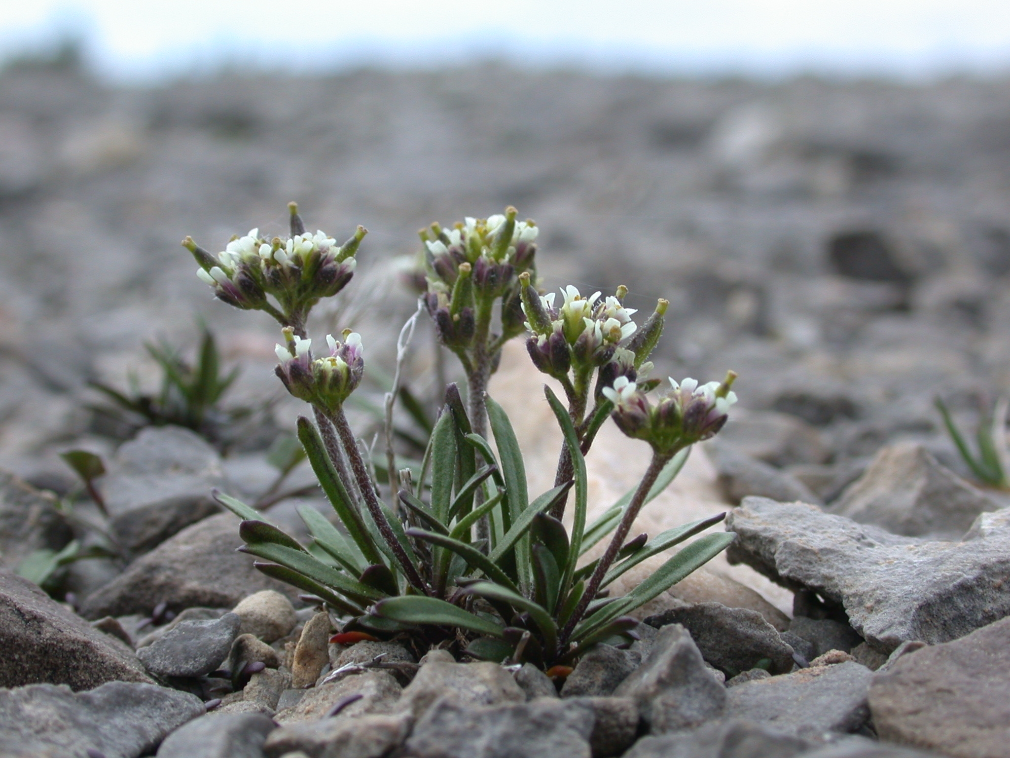 Image of Fernald's rockcress (Braya fernaldii).